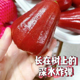 海南黑金刚莲雾长在树上的矿泉水！性平味甜，清心降火！宁心安神！果肉脆嫩清甜，娇嫩多汁 含水量90%，红润饱满 海绵质少，入口化渣 回甘清香淡雅！低糖零脂低卡 补水去火 夏季必备！一斤，约6个