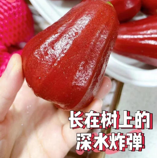 海南黑金刚莲雾长在树上的矿泉水！性平味甜，清心降火！宁心安神！果肉脆嫩清甜，娇嫩多汁 含水量90%，红润饱满 海绵质少，入口化渣 回甘清香淡雅！低糖零脂低卡 补水去火 夏季必备！一斤，约6个 商品图0