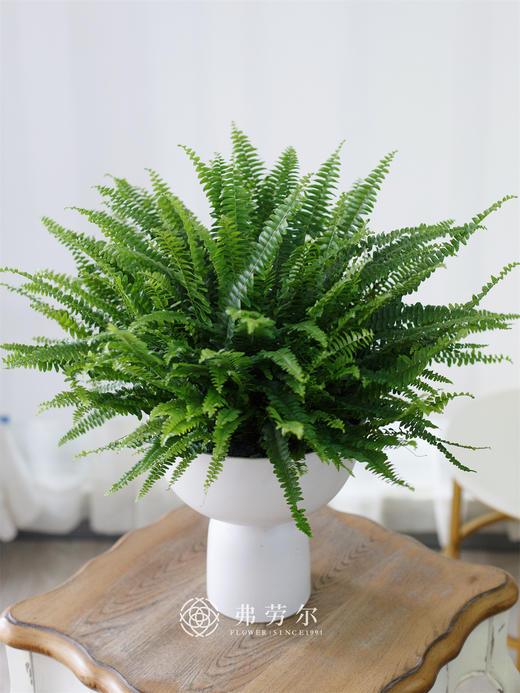 波斯顿蕨 商品图1