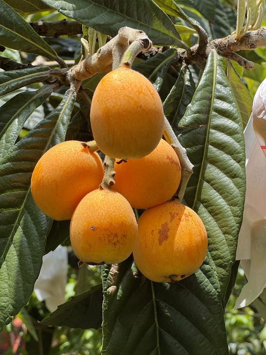 四川 五星大枇杷（肉厚多汁，果肉细腻） 商品图0