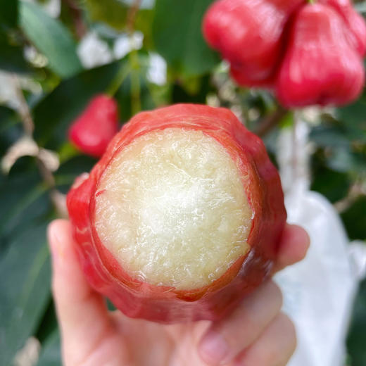 海南高山芭比莲雾  3斤礼盒装约7-15个 商品图6