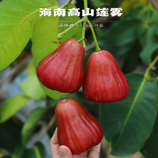 海南高山芭比莲雾  3斤礼盒装约7-15个 商品图5