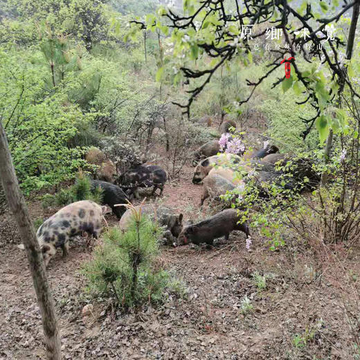 生态广式腊肠（基地直发-顺丰包邮） | 300g/袋，1/2/3袋装，来自广东珠海，生产者：广东瓢虫【合作生产，公平贸易】 商品图6