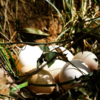 【土鸡蛋】  蕲春300亩山林散养  生的鸡蛋24小时内发货  30个/箱 商品缩略图1