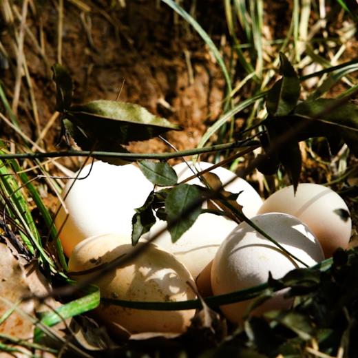 【土鸡蛋】  蕲春300亩山林散养  生的鸡蛋24小时内发货  30个/箱 商品图1