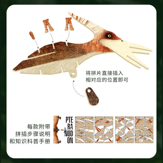 迪杰熊3D立体拼图 ，恐龙模型益智玩具，趣味拼装，提升孩子动手能力 商品图6