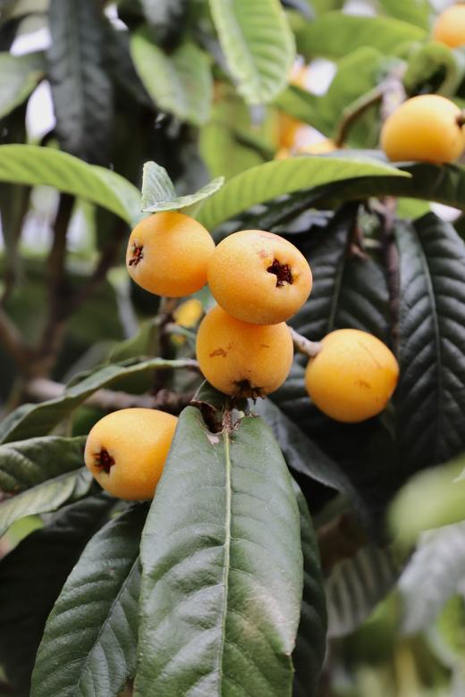 四川 五星大枇杷（肉厚多汁，果肉细腻） 商品图2