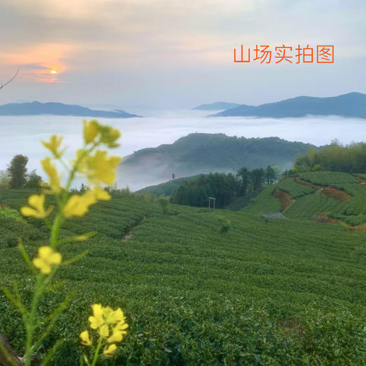 福鼎白茶 | 磻溪黄冈黄六坪 核心产区 2023白毫银针·万山孤 商品图4