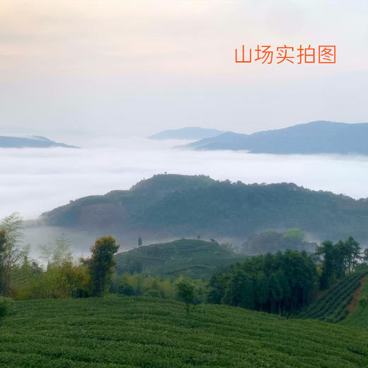 福鼎白茶 | 磻溪黄冈黄六坪 核心产区 2023白毫银针·万山孤 商品图3