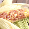 【糯】西双版纳香糯小玉米3斤装 优质玉米 新鲜开售 商品缩略图4