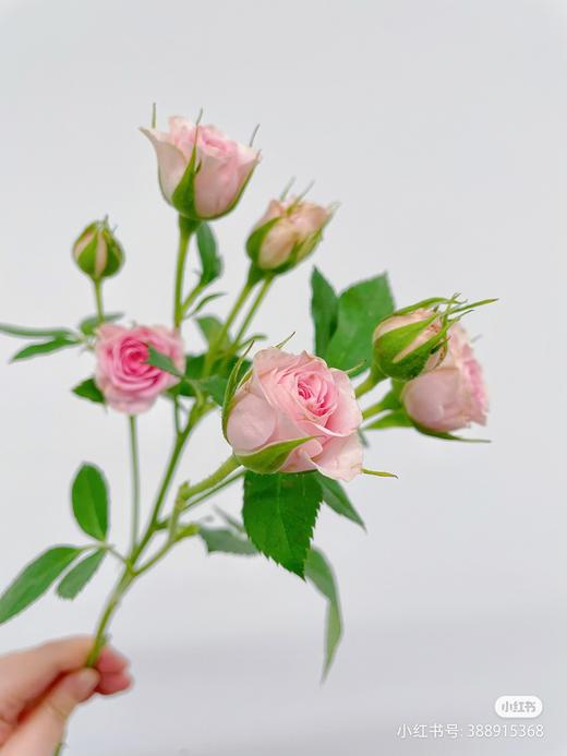 方德多头玫豆蔻， 商品图2