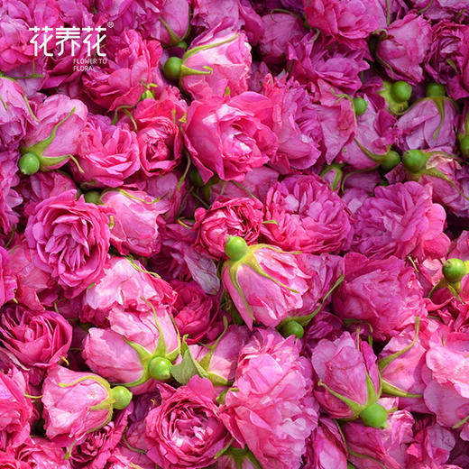 【爆款口粮茶推荐】 烘干玫瑰花冠茶30g 商品图1