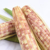 【糯】西双版纳香糯小玉米3斤装 优质玉米 新鲜开售 商品缩略图5