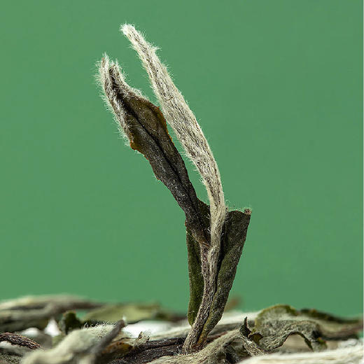 【直送到家】2023年一级白牡丹/150g/250g/380g包装 商品图5