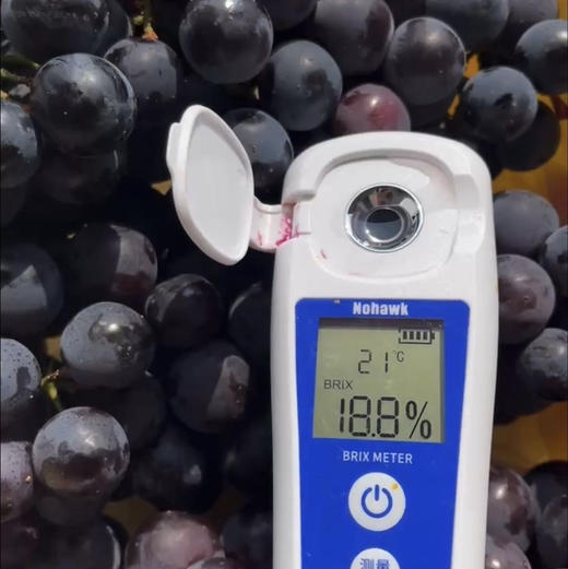 周五配送！东方黑珍珠”⁩无籽爆浆【⁦蓝莓葡萄🍇酸甜的汁水，颗颗饱满，粒粒无籽，一口一个根本停不下来，早熟当季鲜果，冷藏后吃解锁口感最佳！基地现摘现发！净果3斤左右 商品图1