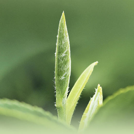 【直送到家】2023年一级白牡丹/150g/250g/380g包装 商品图6