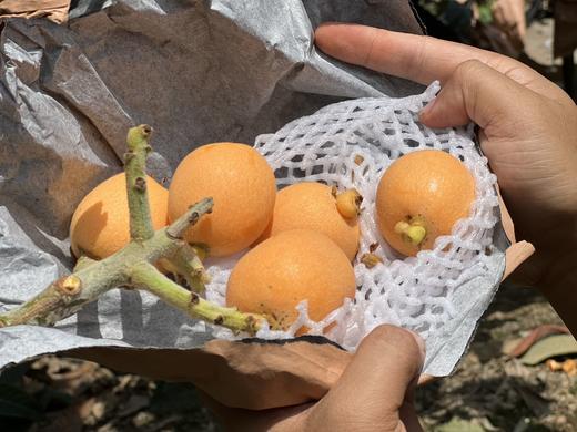 四川 五星大枇杷（肉厚多汁，果肉细腻） 商品图6