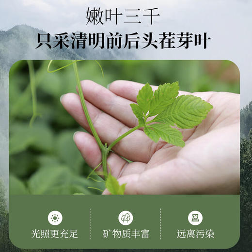 【2025年春茶季】神农金康 深山七叶甘味绞股蓝120g/罐  原生态真滋补 喝护家人健康 商品图3