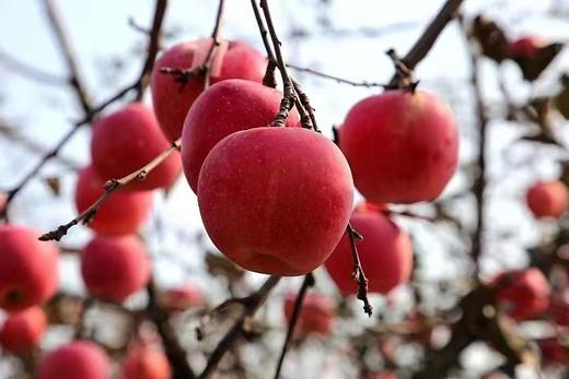 烟台富士9粒礼盒装【分仓直发，72小时发货，周末节假日不发货】 商品图1