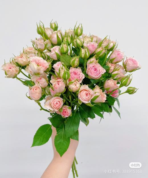 方德多头玫豆蔻， 商品图0