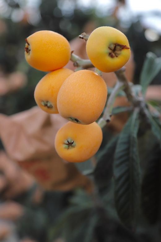 四川 五星大枇杷（肉厚多汁，果肉细腻） 商品图3