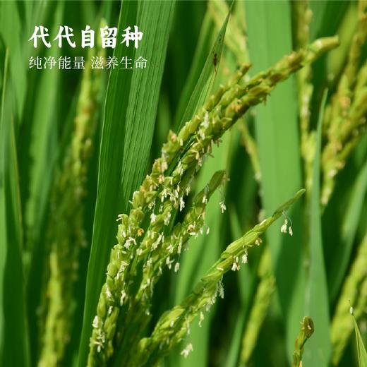 【新粮上市】香畴 八宝粥米腊八粥五谷杂粮  500g/袋 商品图6