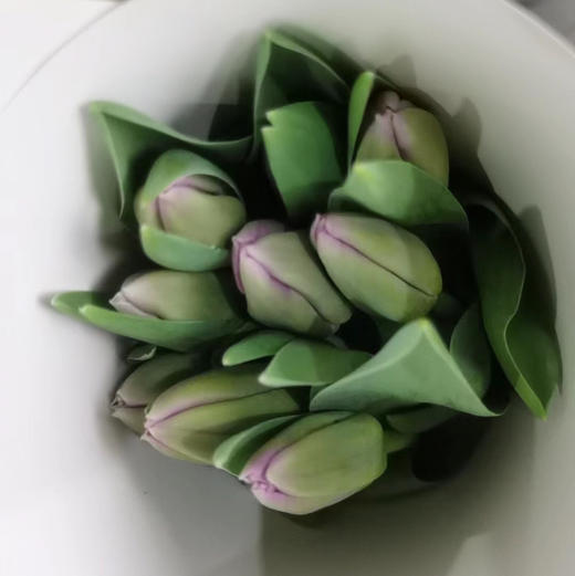 郁金香.紫色 商品图0