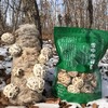 雪中冬花菇（新菇） 商品缩略图0