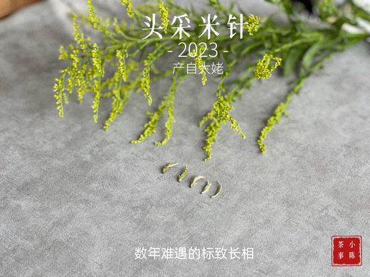 2023头采米针，春白茶“鲜度”的代表之作，极清新、极空灵、也极诱人！ 商品图4