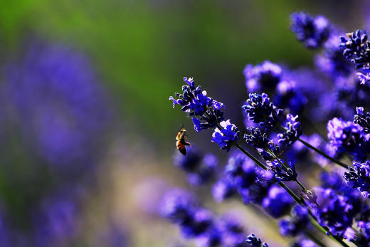 <新疆 野花季>草原花海、独 库公路全线、昭苏公路12天深度摄影 商品图7