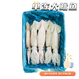 【冻品】 单冻大鱿鱼 单条8两左右