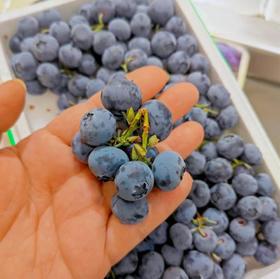 【满150元全疆包邮】蓝莓（350g）