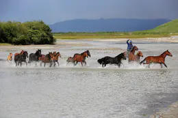 <新疆 野花季>草原花海、独 库公路全线、昭苏公路12天深度摄影 商品图6