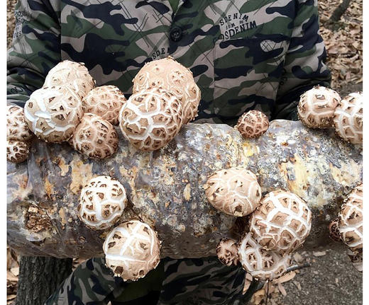 雪中冬花菇（新菇） 商品图2