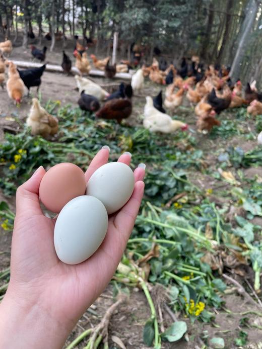 【YZC】山野物产集·醴陵农家散养土鸡蛋30枚 商品图2