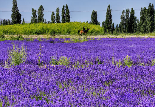 <新疆 野花季>草原花海、独 库公路全线、昭苏公路12天深度摄影 商品图2