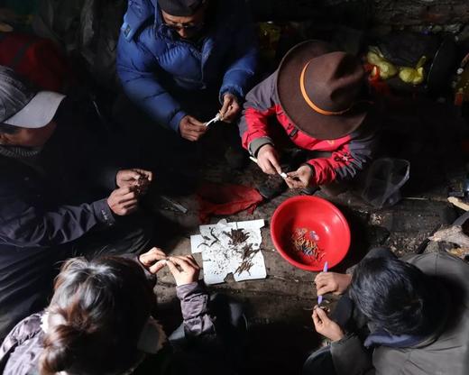 雪山采集营——4888元，藏地作家带你去秘境采虫草 商品图4