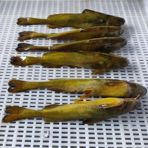 生态牛尾巴鱼（临期折扣） | 合作生产 * Eco- pseudobagrid| Coproduction 商品图2