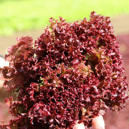 农家紫叶生菜  每日现摘   叶质脆嫩  口感微苦  适合做沙拉 300g 商品图4