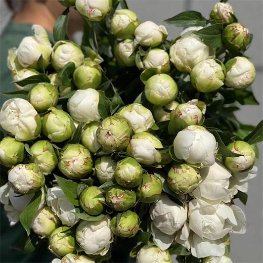 布雷明顿博士芍药5支 商品图7