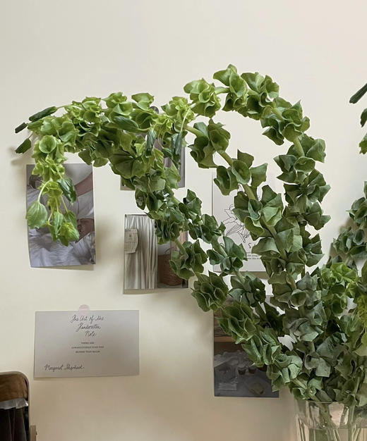 【妩媚多娇】贝壳草  若干枝/扎 商品图6