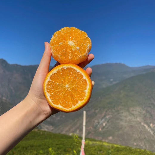 产地直邮-云南高原虎柑 家庭装/礼盒装 纯甜多汁 现摘发货～ 商品图1