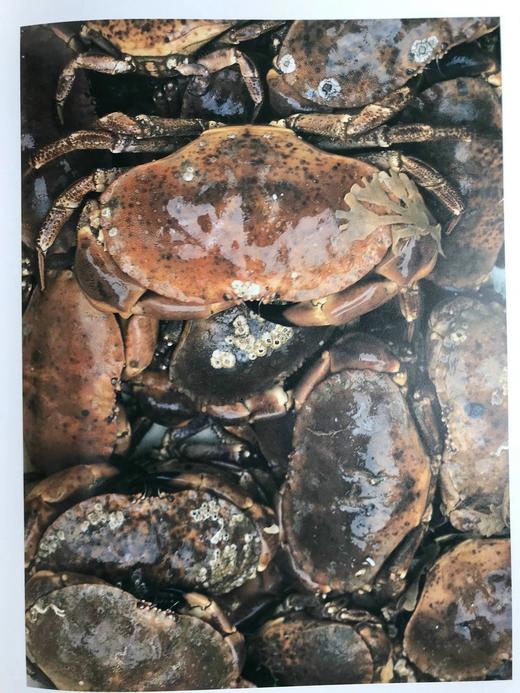 海洋生命图集 数百幅彩色插图 平装大16开 商品图6