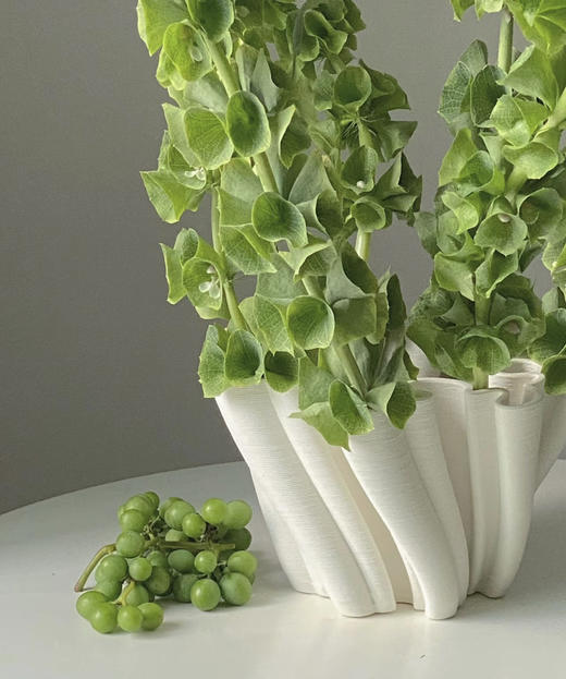 【妩媚多娇】贝壳草  若干枝/扎 商品图1