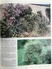 国家植物园精品园林植物名录 数百幅彩色插图 精装16开 商品缩略图13