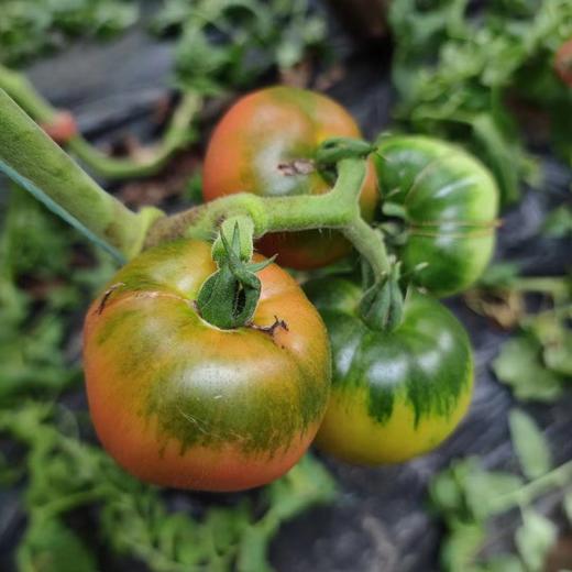 辽宁盘锦铁皮脆柿儿时口味不变  顺丰包邮个别地区加5元运费 商品图3