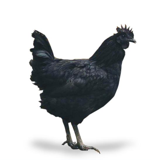 散养五黑乌鸡【产地直发】 商品图0