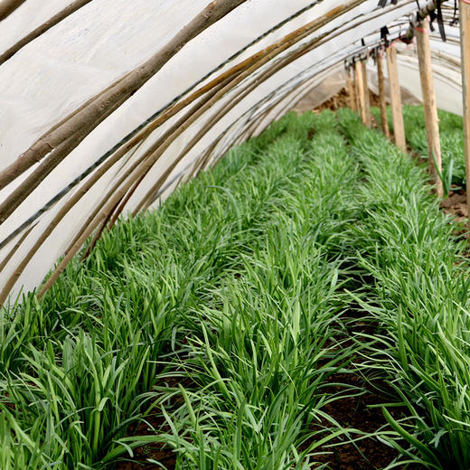 每日现割  农家韭菜 鲜嫩  色泽深绿  香味浓郁  做馅佳品  350g 商品图2