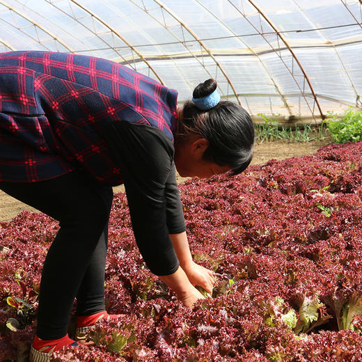农家紫叶生菜  每日现摘   叶质脆嫩  口感微苦  适合做沙拉 300g 商品图6