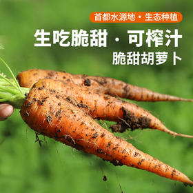 农家新鲜现拔胡萝卜  圆润可爱  脆嫩不糠心  清脆甘甜  多汁爽口 个头小 1斤